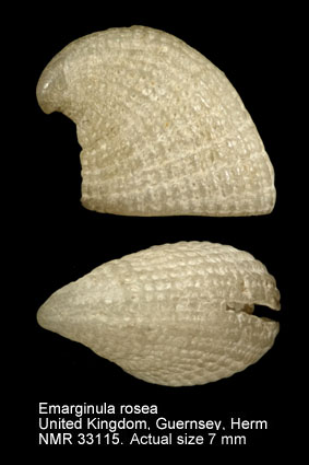 Emarginula rosea.jpg - Emarginula roseaBell,1824